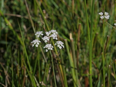 Carum verticillatum