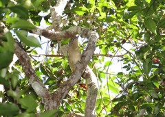Thamnophilus ambiguus