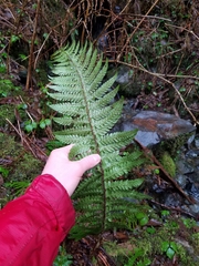 Polystichum setigerum
