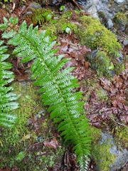 Polystichum setigerum