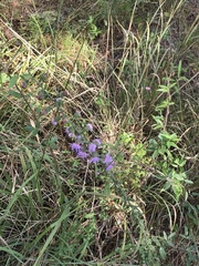 Liatris squarrulosa