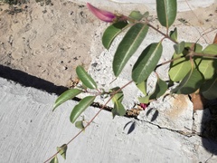 Cryptostegia grandiflora