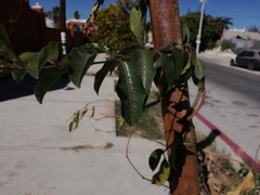 Cryptostegia grandiflora