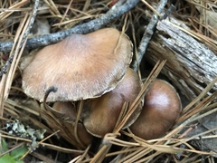 Cortinarius aptecohaerens