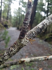 Arceuthobium tsugense