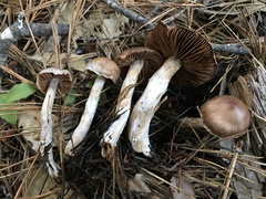 Cortinarius aptecohaerens