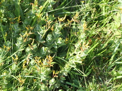 Hypericum elodes