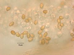 Cortinarius aptecohaerens