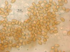 Cortinarius aptecohaerens