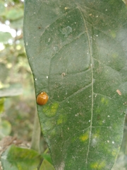Paraneda pallidula
