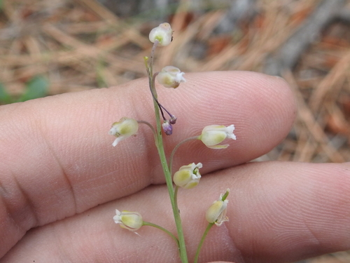 Image of Rincon Mountain Rockcress (Pennellia tricornuta) by (c) Sam Kieschnick, some rights reserved (CC BY)