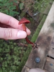 Cortinarius neosanguineus