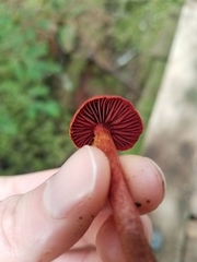 Cortinarius neosanguineus