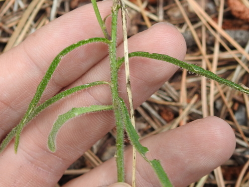 Image of Rincon Mountain Rockcress (Pennellia tricornuta) by (c) Sam Kieschnick, some rights reserved (CC BY)