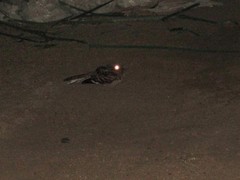 Nyctidromus albicollis