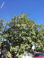 Terminalia catappa