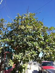 Terminalia catappa