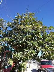 Terminalia catappa
