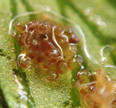 Polystichum setigerum