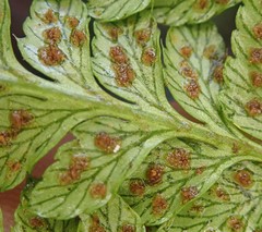 Polystichum setigerum