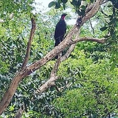 Penelope superciliaris