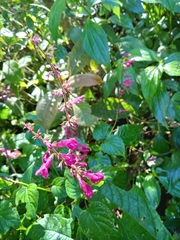 Salvia punicans