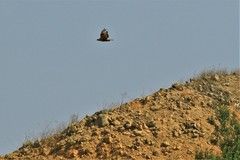 Buteo rufinus