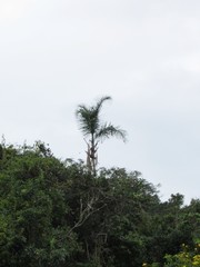 Syagrus