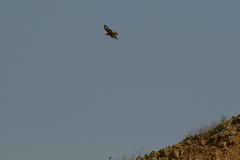 Buteo rufinus