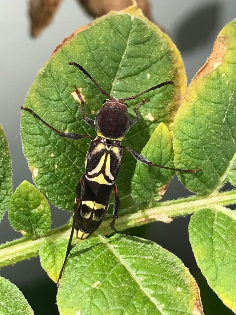 Neoclytus pusillus