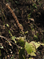 Comanthosphace formosana