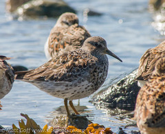 Calidris ptilocnemis