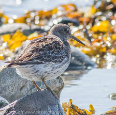 Calidris ptilocnemis
