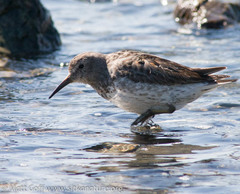 Calidris ptilocnemis
