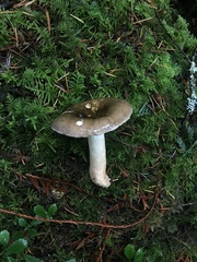 Russula sapinea
