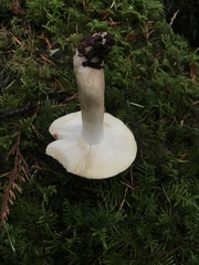Russula sapinea