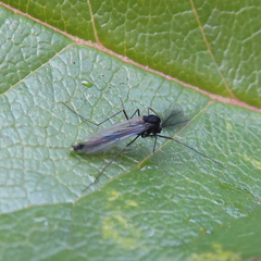 Chironomidae