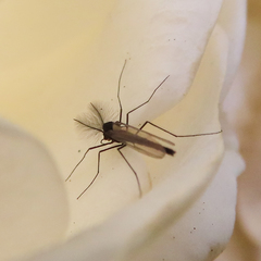 Chironomidae