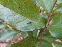 Chironomidae