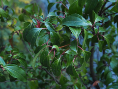 Viburnum propinquum