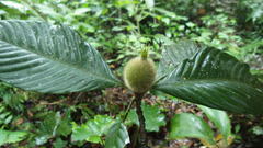 Duroia hirsuta