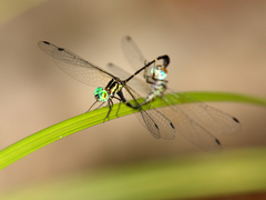 Nannophlebia eludens