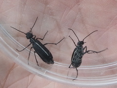 Epicauta cinctipennis