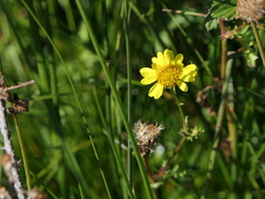 Senecio gallicus