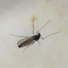 Chironomidae