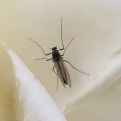 Chironomidae