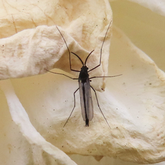 Chironomidae
