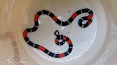 Micrurus lemniscatus