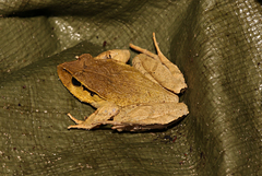 Platyplectrum fletcheri