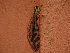 Palparini